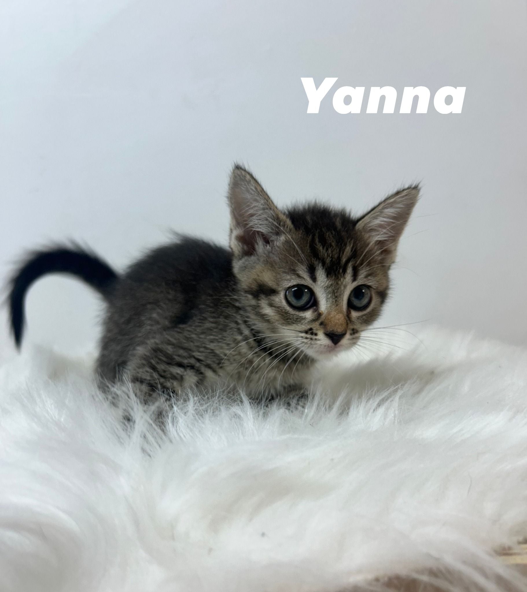 Yanna Yanna